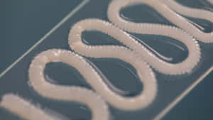 Tapeworm Specimenson Display Wallpaper