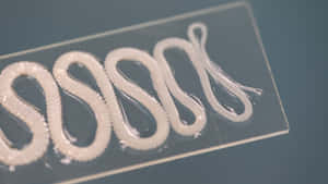 Tapeworm Specimenson Slide Wallpaper