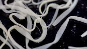 Tapeworms_ Closeup_ View Wallpaper