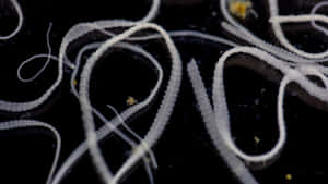 Tapeworms_ Closeup_ View Wallpaper