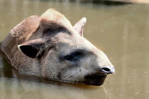 Tapir Enjoying Water Bath Wallpaper