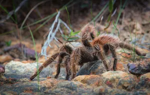Tarantulain Natural Habitat.jpg Wallpaper