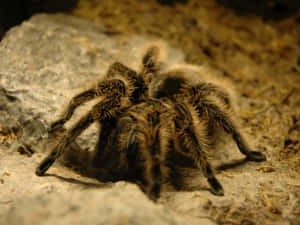 Tarantulaon Rock.jpg Wallpaper
