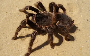 Tarantulaon Sand Wallpaper