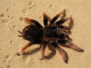 Tarantulaon Sand Wallpaper