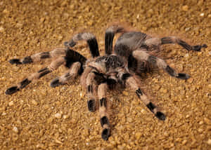 Tarantulaon Sandy Terrain Wallpaper