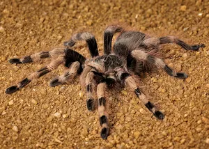 Tarantulaon Sandy Terrain Wallpaper