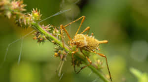 Tarnished Plant Bugon Flora Wallpaper