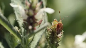 Tarnished Plant Bugon Flora Wallpaper