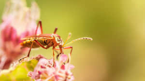Tarnished Plant Bugon Flower Wallpaper