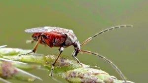 Tarnished Plant Bugon Greenery Wallpaper