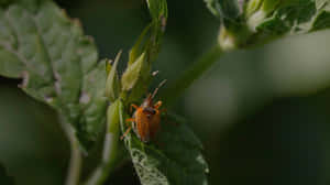 Tarnished Plant Bugon Leaf Wallpaper