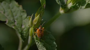Tarnished Plant Bugon Leaf Wallpaper