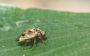 Tarnished Plant Bugon Leaf Wallpaper