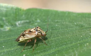 Tarnished Plant Bugon Leaf Wallpaper