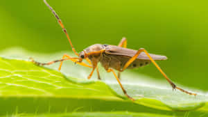 Tarnished Plant Bugon Leaf Wallpaper