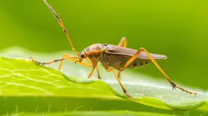 Tarnished Plant Bugon Leaf Wallpaper