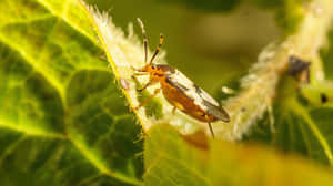 Tarnished Plant Bugon Leaf Wallpaper