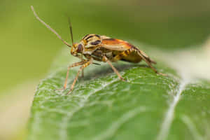Tarnished Plant Bugon Leaf Wallpaper