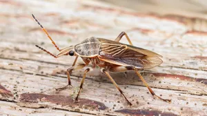 Tarnished Plant Bugon Wooden Surface Wallpaper