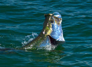 Tarpon Surfacingin Sunlight Wallpaper