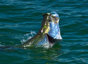 Tarpon Surfacingin Sunlight Wallpaper