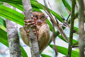 Tarsier Clinging To Tree Wallpaper