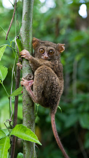 Tarsier Clinging To Tree Wallpaper