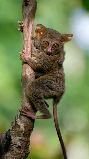 Tarsier Clinging To Tree Wallpaper