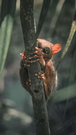 Tarsier Clinging To Tree Wallpaper