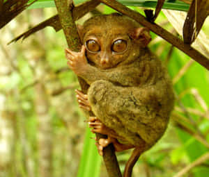 Tarsier Clingingto Branch Wallpaper