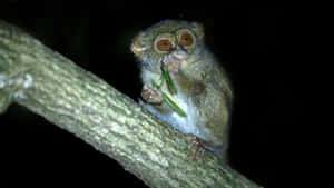 Tarsier Eating Insectat Night Wallpaper