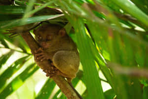 Tarsier Hiding Among Leaves.jpg Wallpaper