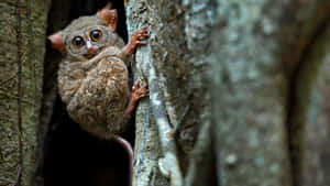 Tarsier Peeking Between Trees.jpg Wallpaper