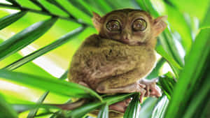 Tarsier Peeking Through Green Leaves Wallpaper