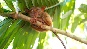 Tarsier Perchedin Green Foliage.jpg Wallpaper