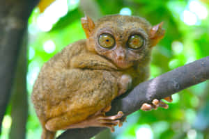 Tarsier Perchedin Greenery Wallpaper