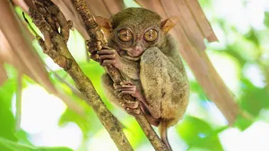 Tarsier Perchedin Natural Habitat.jpg Wallpaper