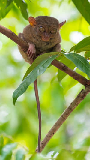 Tarsier Perchedon Branch Wallpaper