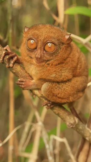 Tarsier Perchedon Branch Wallpaper