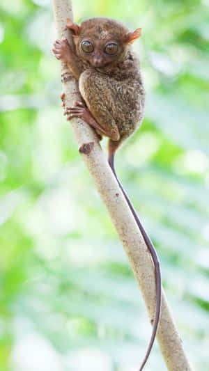 Tarsier Perchedon Tree Branch Wallpaper