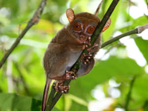 Tarsierin Natural Habitat.jpg Wallpaper