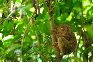 Tarsierin Natural Habitat Wallpaper