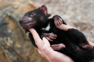 Tasmanian Devil, Animal, Arm Wallpaper