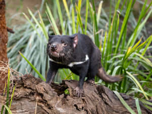 Tasmanian Devil Melbourne Zoo Wallpaper