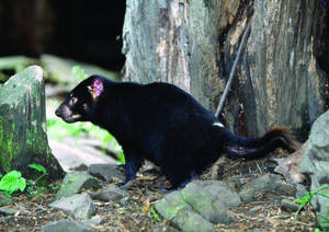 Tasmanian Devil Taking A Stroll Wallpaper