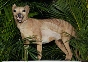 Tasmanian Tiger Exhibit Wallpaper