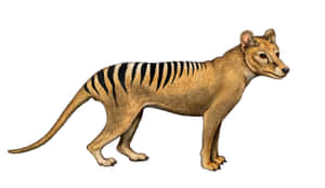 Tasmanian Tiger Illustration Wallpaper