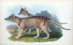 Tasmanian Tiger Illustration Wallpaper