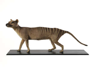 Tasmanian Tiger Modelon Display Wallpaper